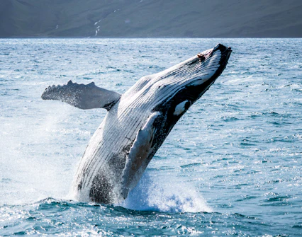 Humpback whale