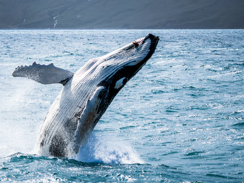 Husavik Whale Watching Tour Family Owned And Sustainable - Reykjavík