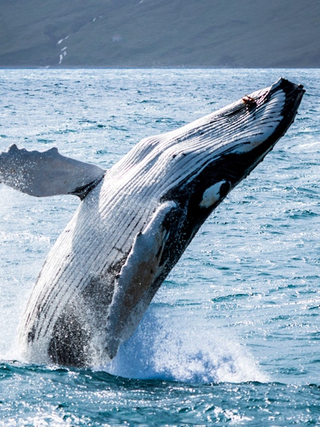 Humpback whale breaching in Skjálfandi Bay, Iceland.