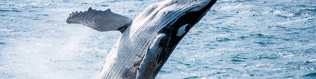 Husavik: Small-Family Run, Locally Owned, Sustainable Whale Watching