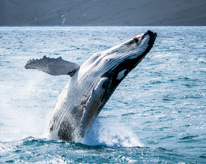 Husavik: Small-Family Run, Locally Owned, Sustainable Whale Watching