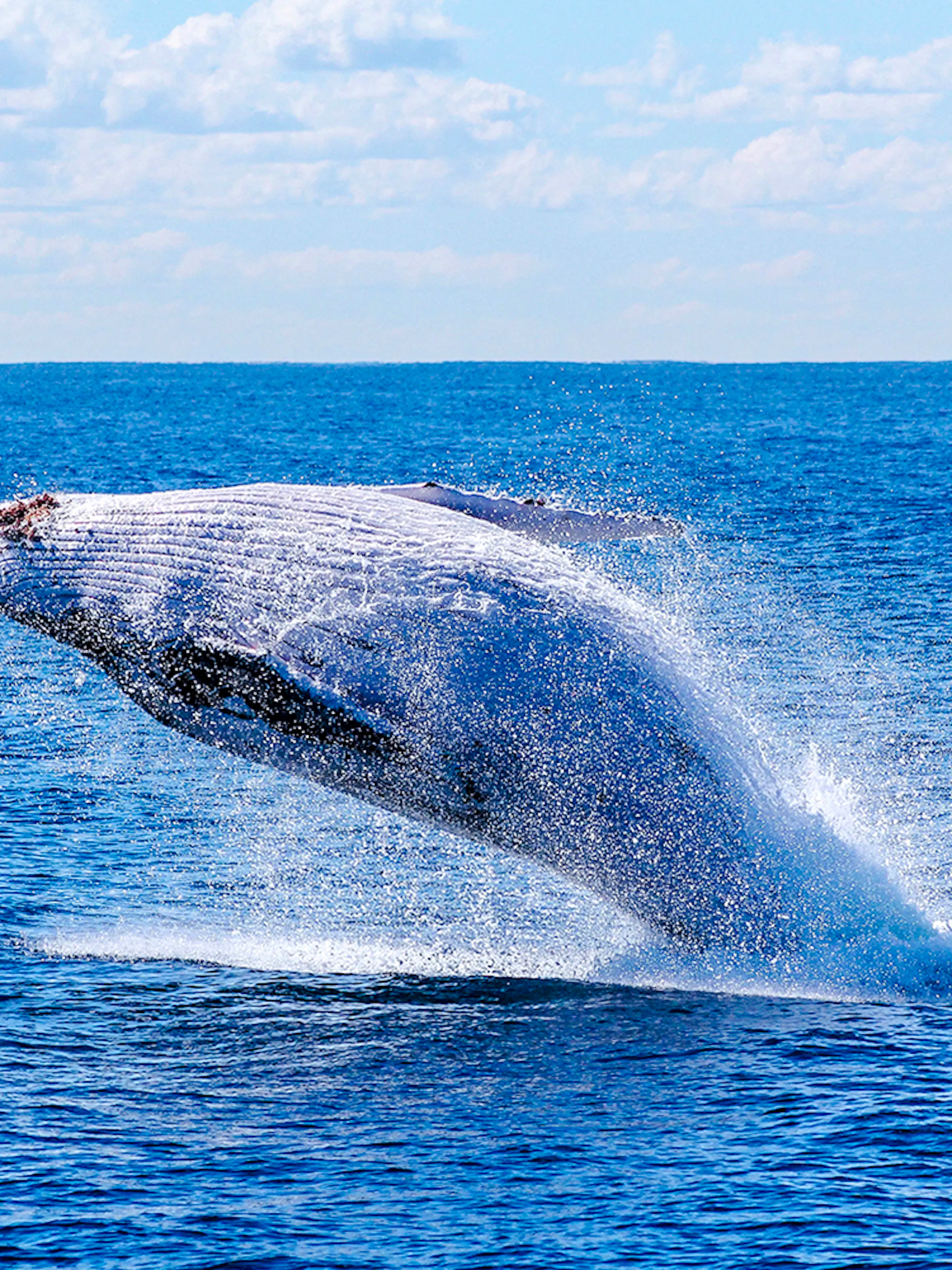 Whale breaching during whale watching tour on luxury yacht.