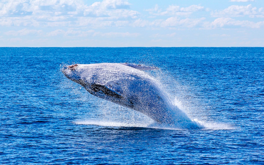 Whale breaching during whale watching tour on luxury yacht.