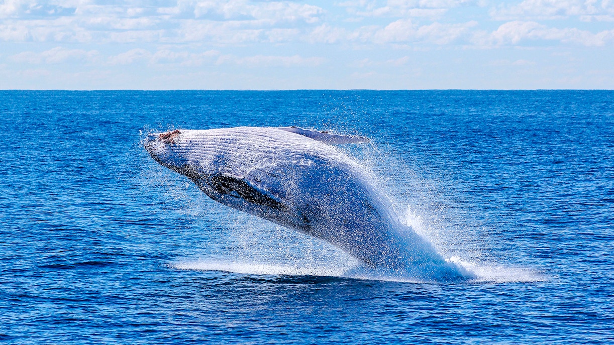 Whale breaching during whale watching tour on luxury yacht.