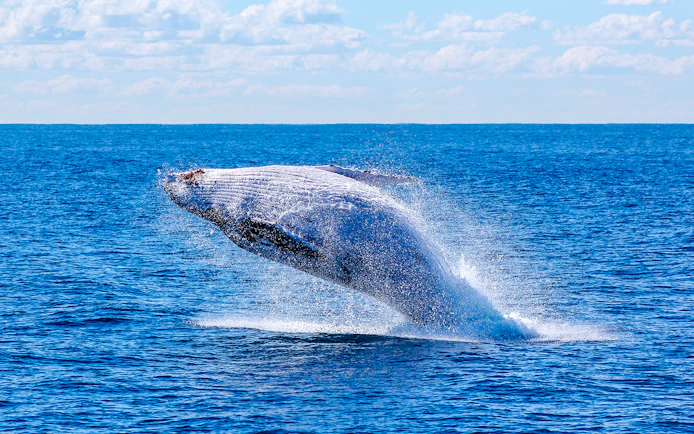 Whale breaching during whale watching tour on luxury yacht.