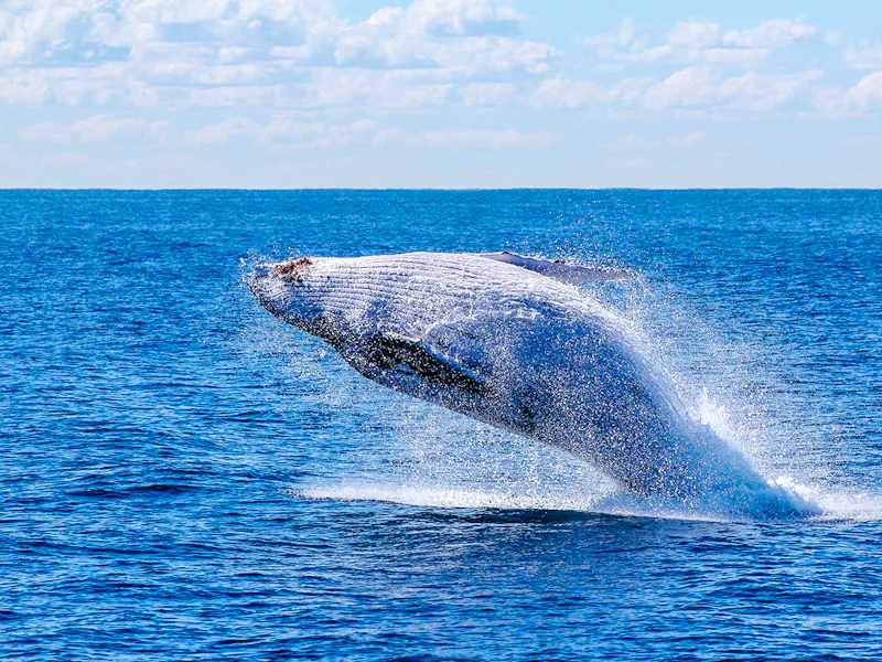 Reykjavik Whale Watching On A Luxury Yacht - Reykjavík