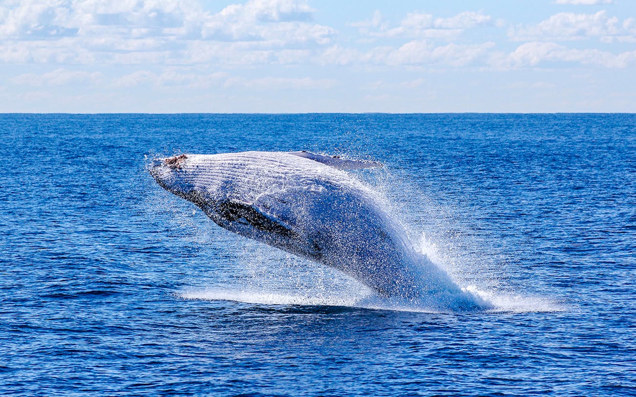 Whale breaching during whale watching tour on luxury yacht.