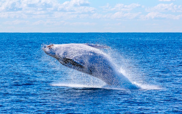 Reykjavik: Whale Watching on Luxury Yacht