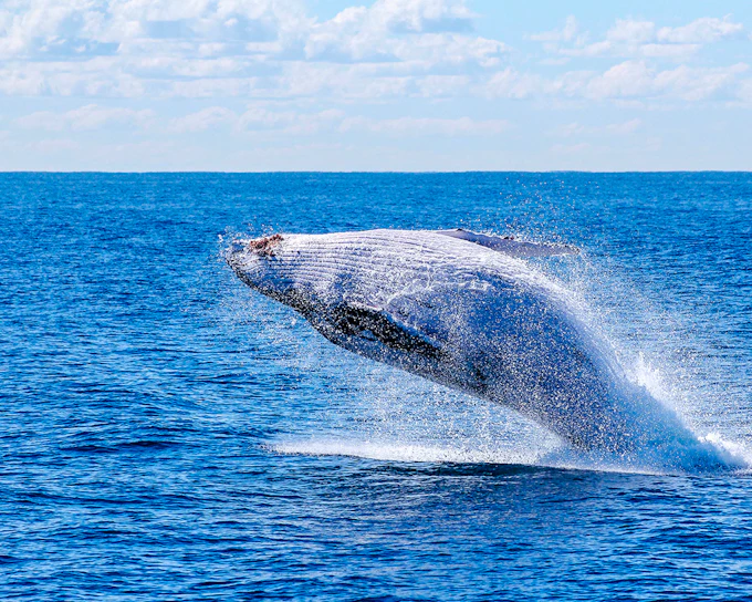 Reykjavik: Whale Watching on a Luxury Yacht