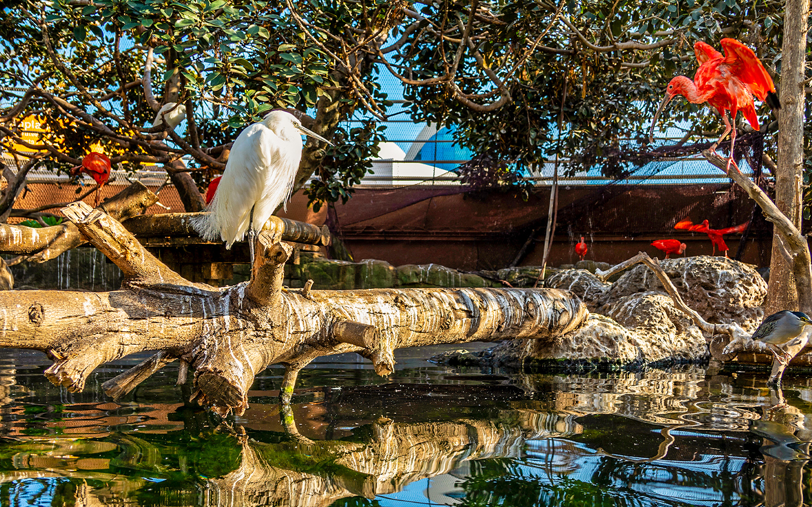 Wetlands/Aviary exhibit