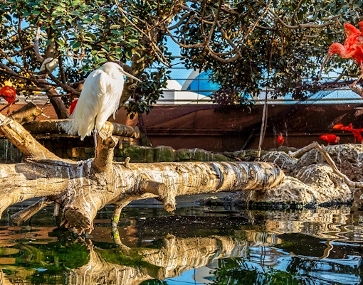 Wetlands aviary exhibit at Oceanografic Valencia showcasing diverse bird species.