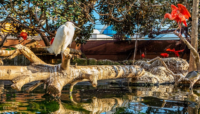 Wetlands/Aviary exhibit