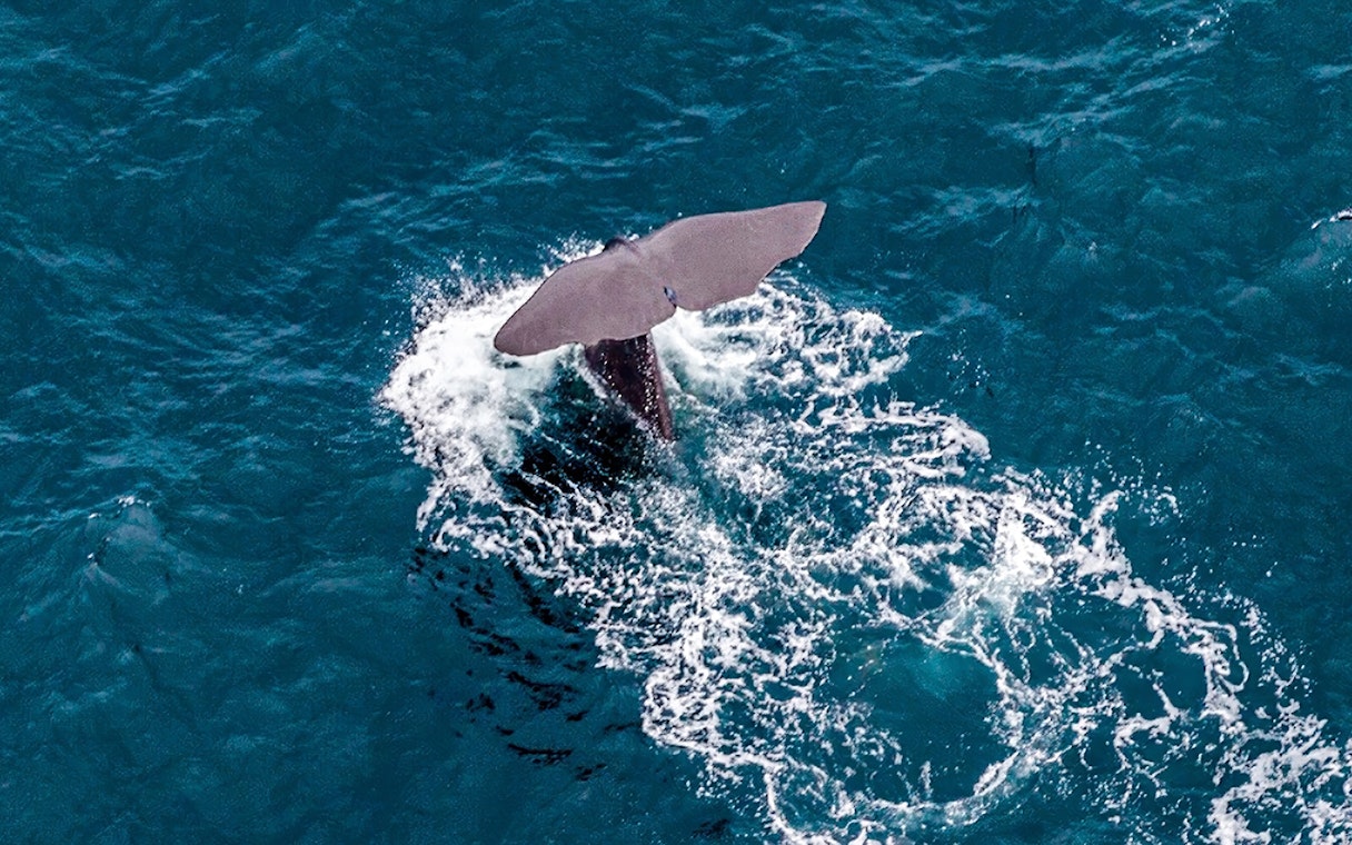 Sperm whale tail fin above ocean surface.