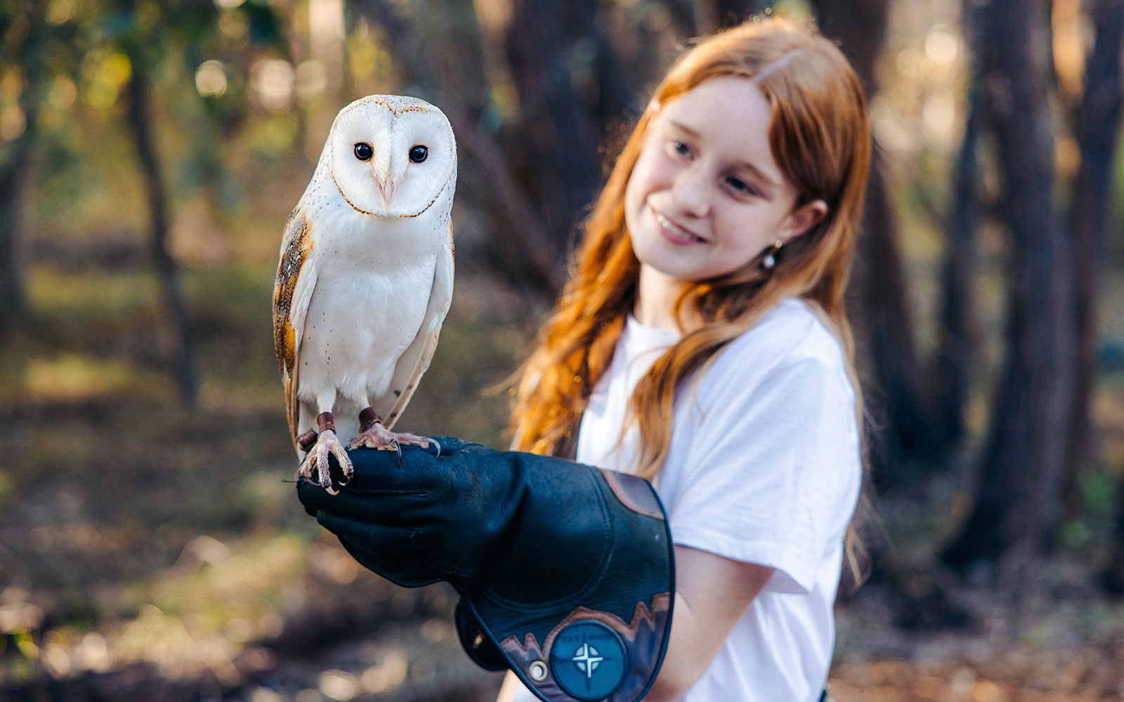 Barn owl perched on a gloved hand at Capes Raptor Centre.