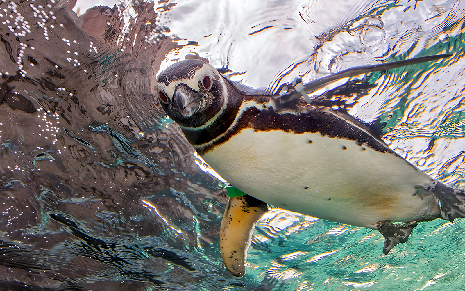 Penguin swimming underwater at Aquarium of the Pacific.