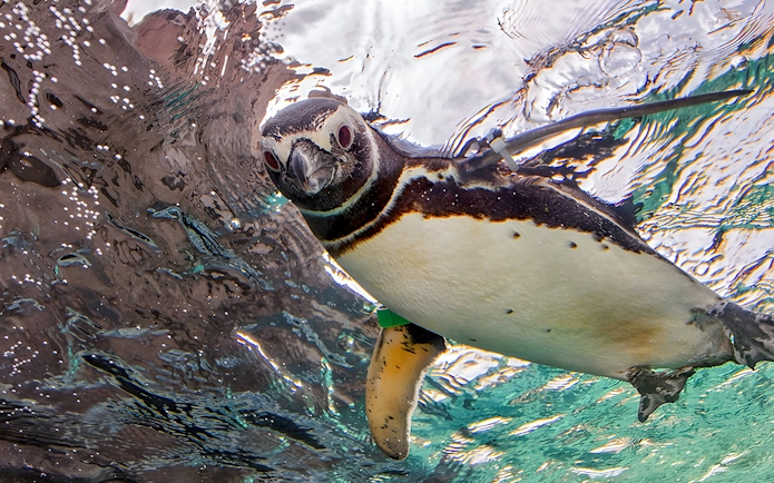 Penguin swimming underwater at Aquarium of the Pacific.