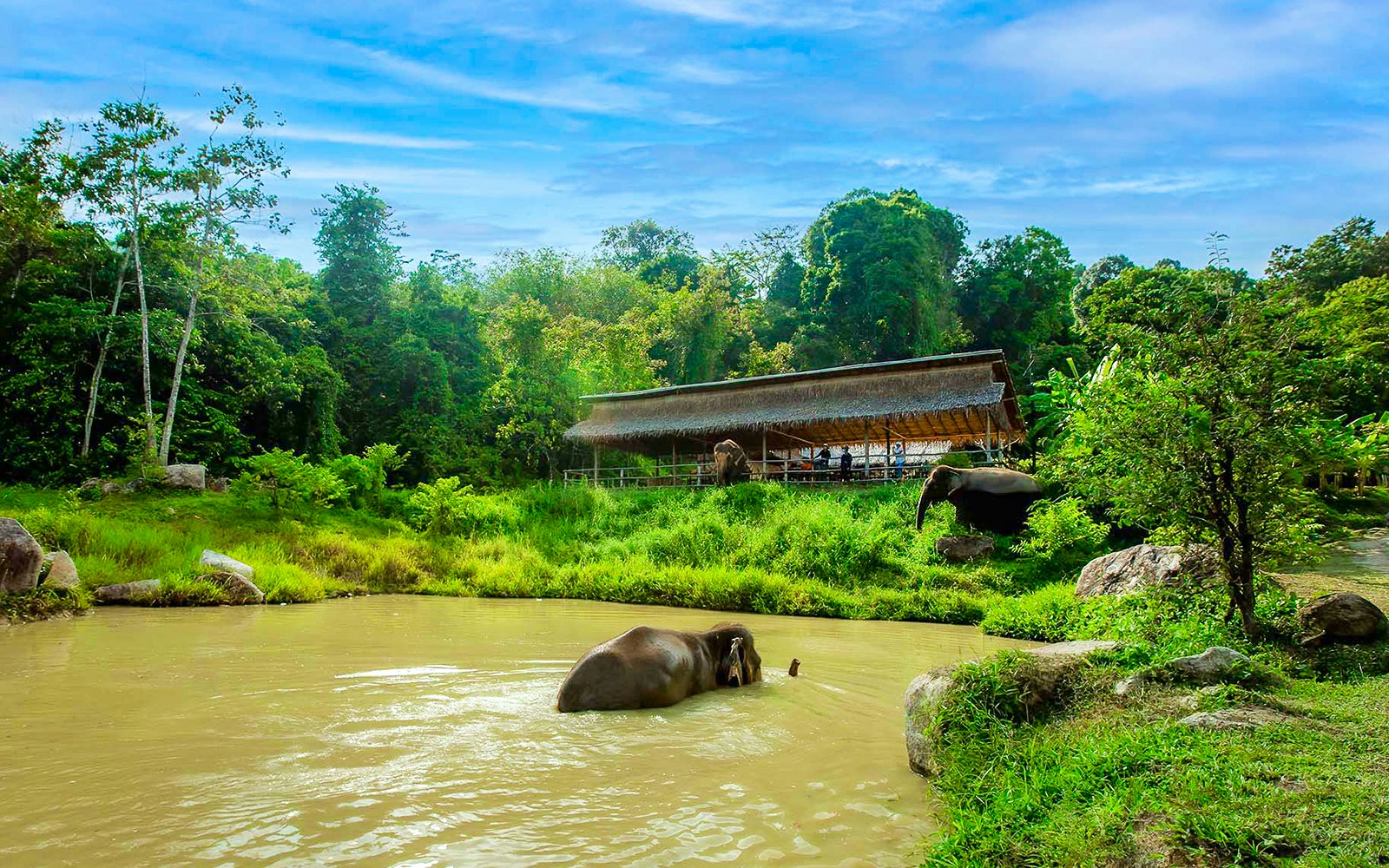 Elephant swimming in pond at Bukit Elephant Park, surrounded by lush greenery.