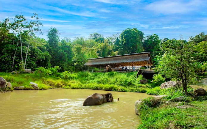 Elephant swimming in pond at Bukit Elephant Park, surrounded by lush greenery.
