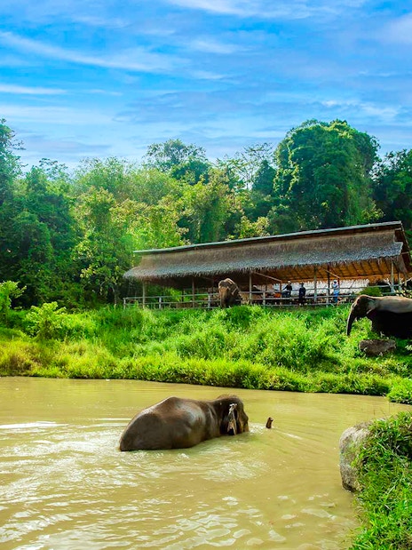 Elephant swimming in pond at Bukit Elephant Park, surrounded by lush greenery.