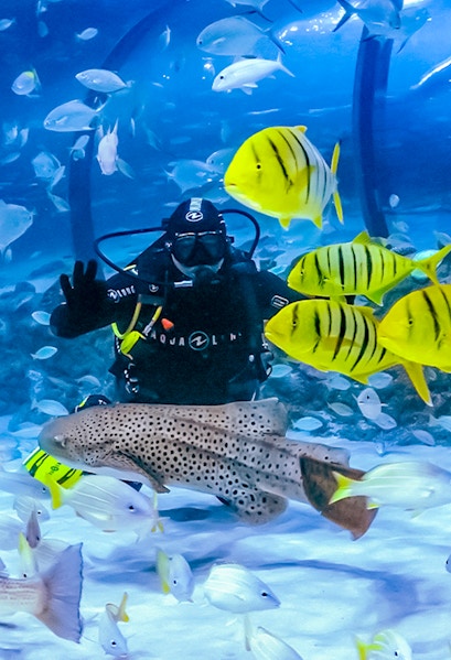 Diver surrounded by colorful fish at The National Aquarium Abu Dhabi.