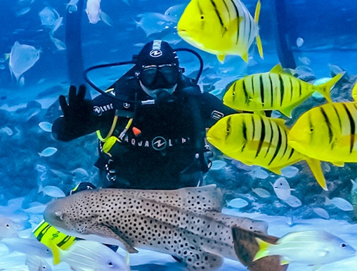 Diver surrounded by colorful fish at The National Aquarium Abu Dhabi.