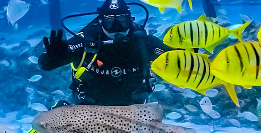 Akwarium Narodowe w Abu Zabi Bilety