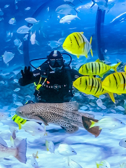 Diver surrounded by colorful fish at The National Aquarium Abu Dhabi.