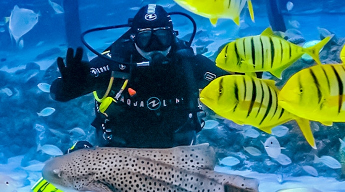 Diver surrounded by colorful fish at The National Aquarium Abu Dhabi.