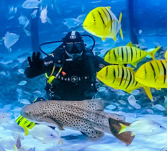 Diver surrounded by colorful fish at The National Aquarium Abu Dhabi.