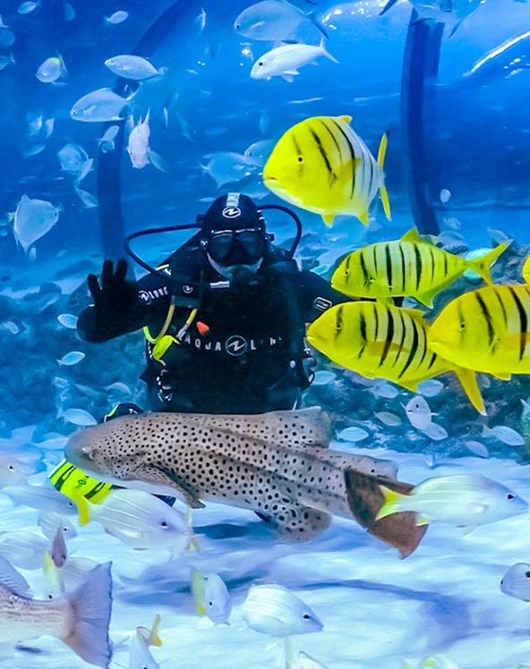 Diver surrounded by colorful fish at The National Aquarium Abu Dhabi.