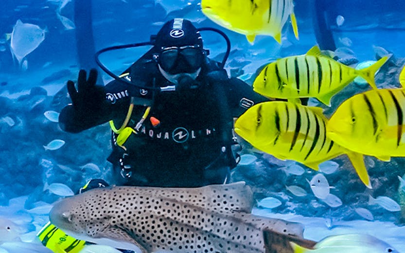 Diver surrounded by colorful fish at The National Aquarium Abu Dhabi.