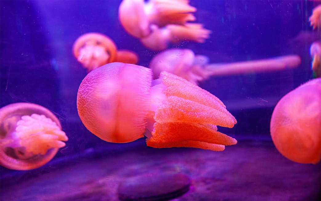 Jellyfish swimming at SEA LIFE Sydney Aquarium.