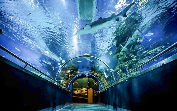 Underwater tunnel with fish and shark at Budapest Tropicarium.