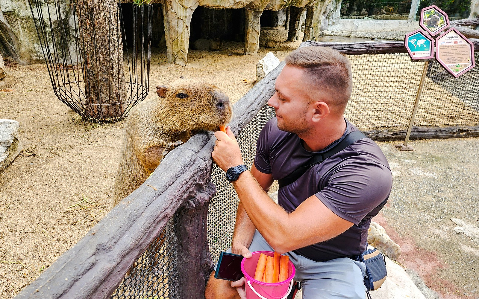 Capybara feeding at a zoo.
