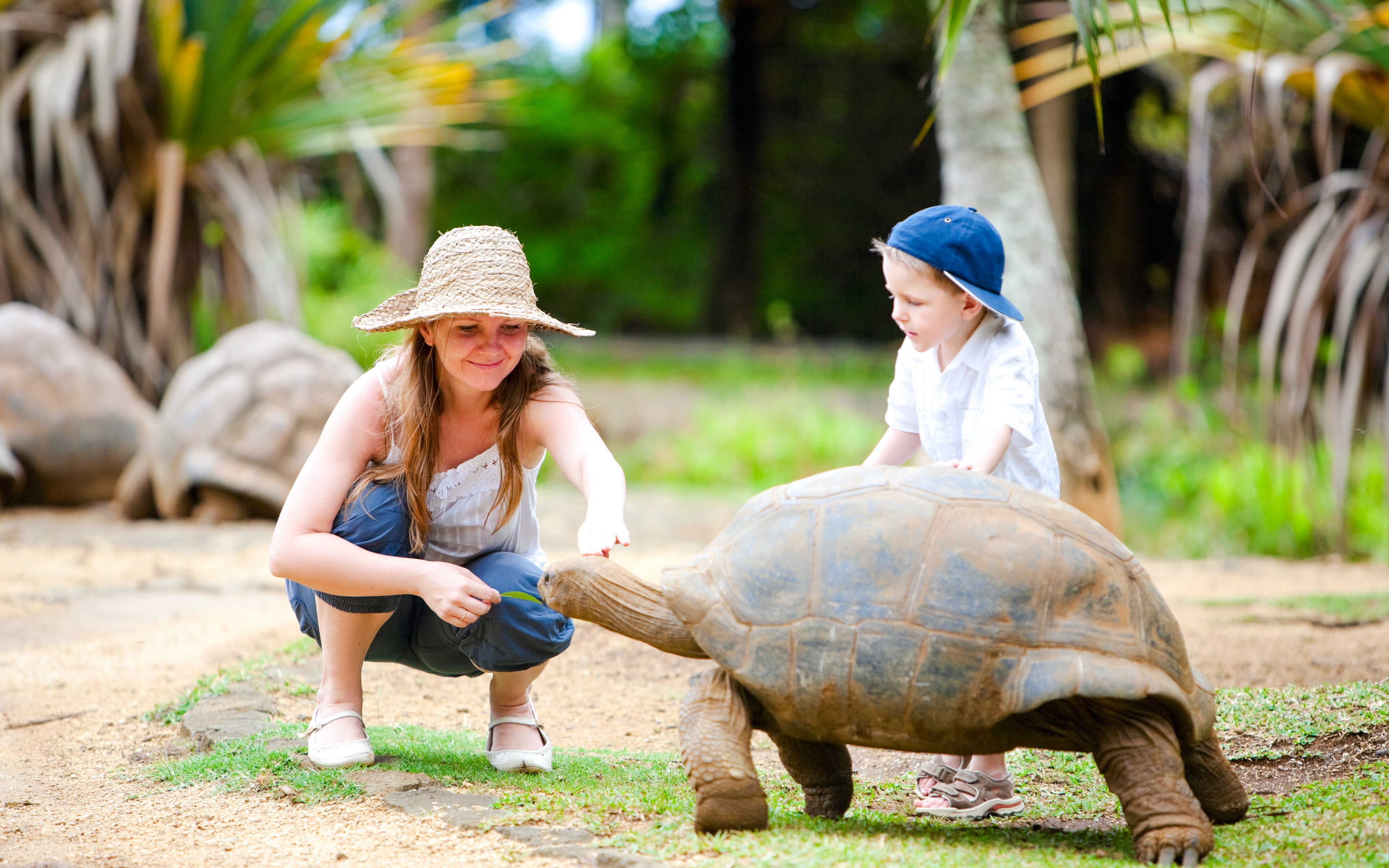 Children feeding Aldabra tortoises at Chamarel 7 Coloured Earth, Mauritius.