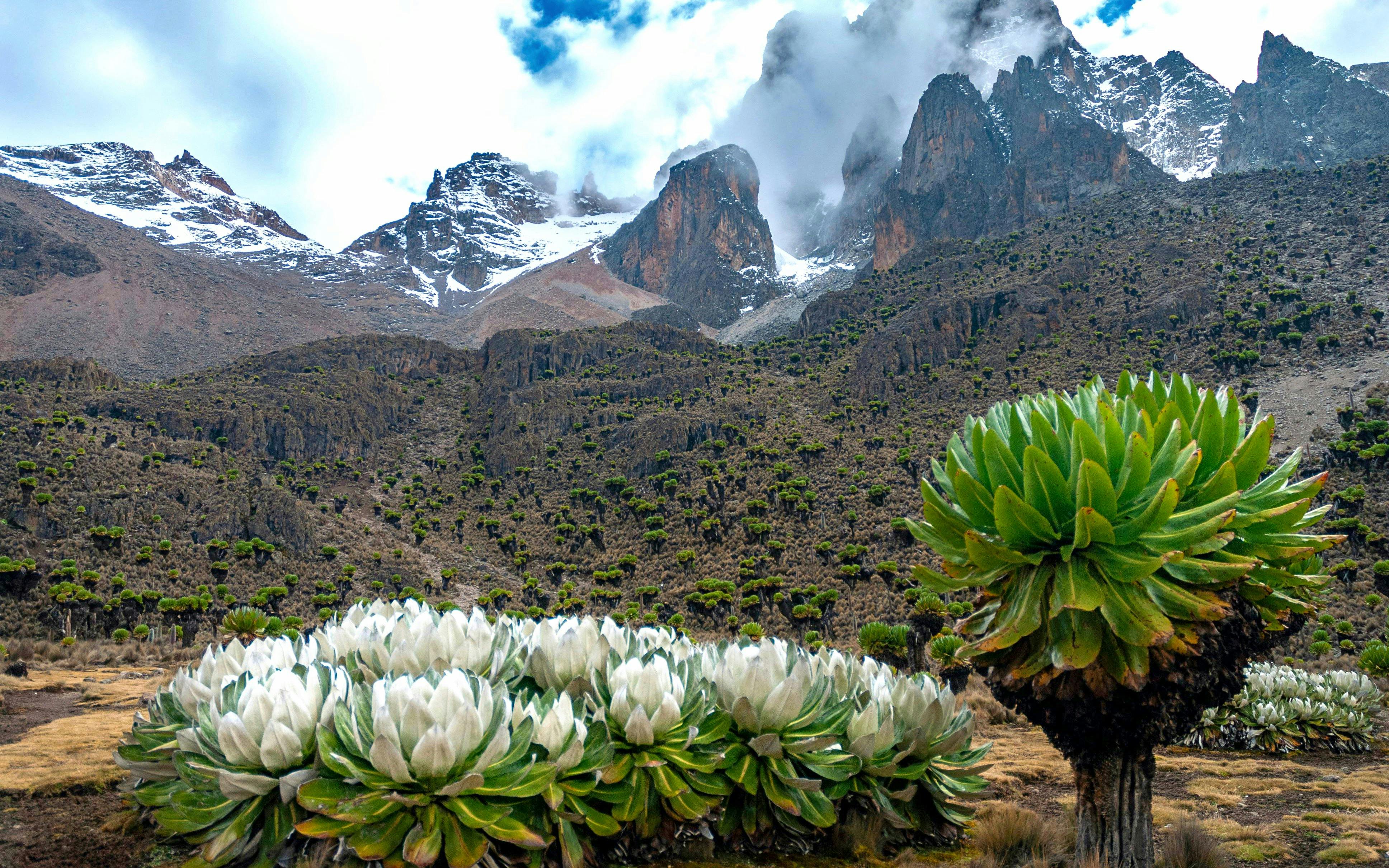Giant lobelias and groundsels at Mount Kenya with snow-capped peaks in the background.