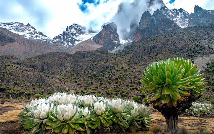 Giant lobelias and groundsels at Mount Kenya with snow-capped peaks in the background.