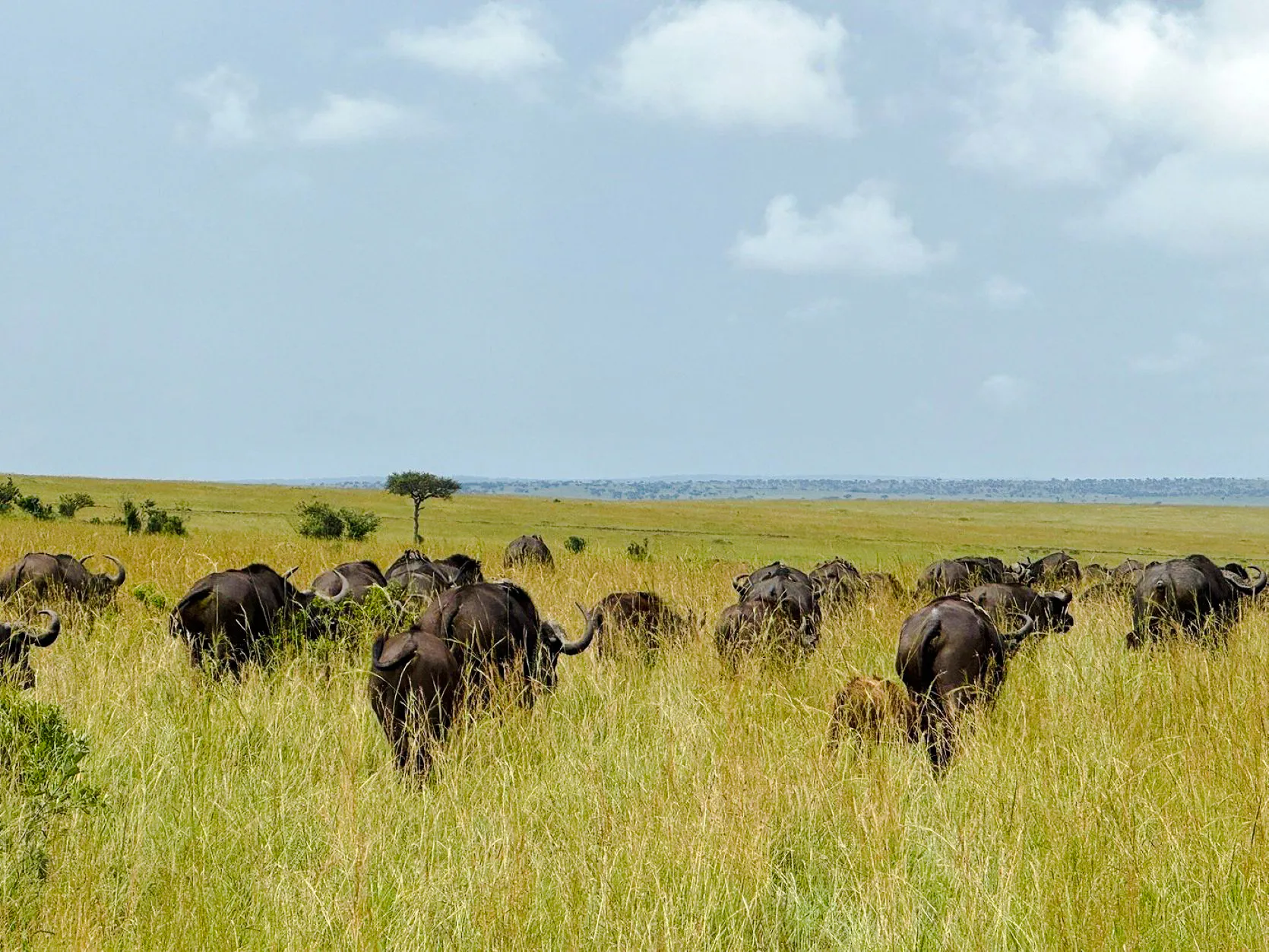 Herd of buffalo grazing in Masai Mara grasslands, Kenya safari tour.