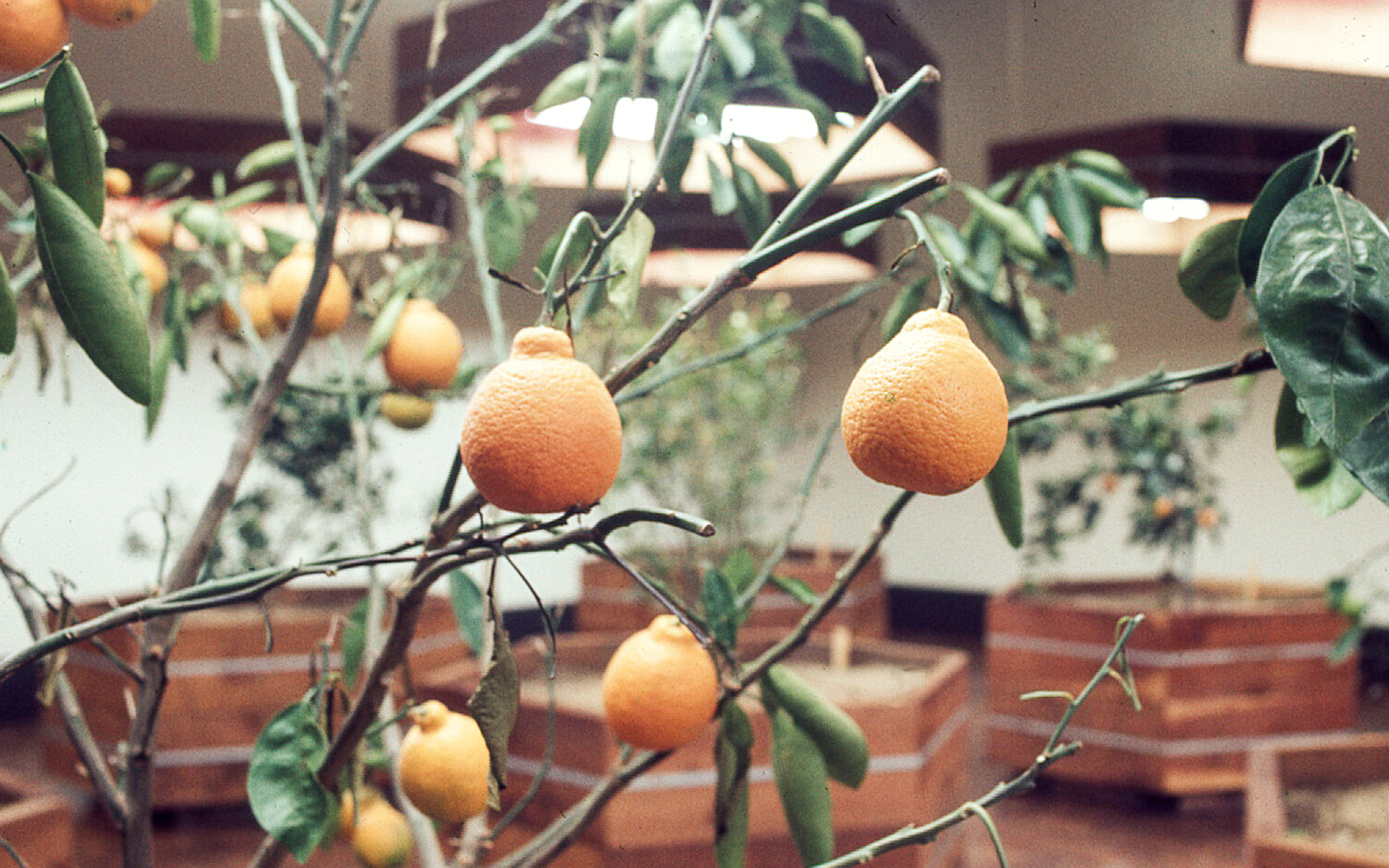 Whitney Museum of American Art