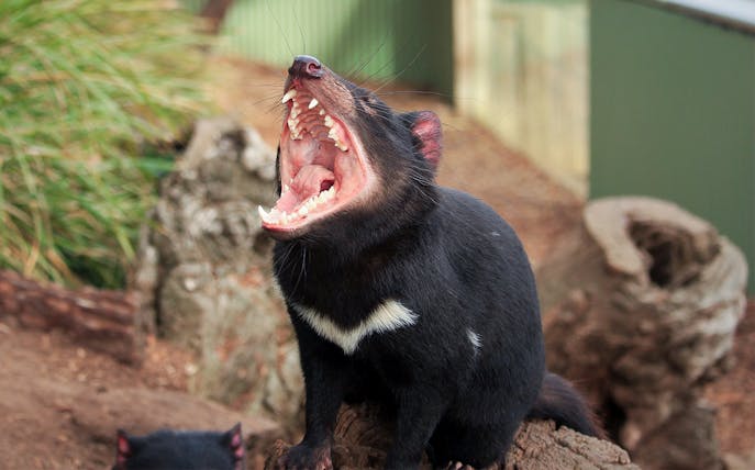Tasmanian devil with open mouth at Bonorong Wildlife Sanctuary, Tasmania.