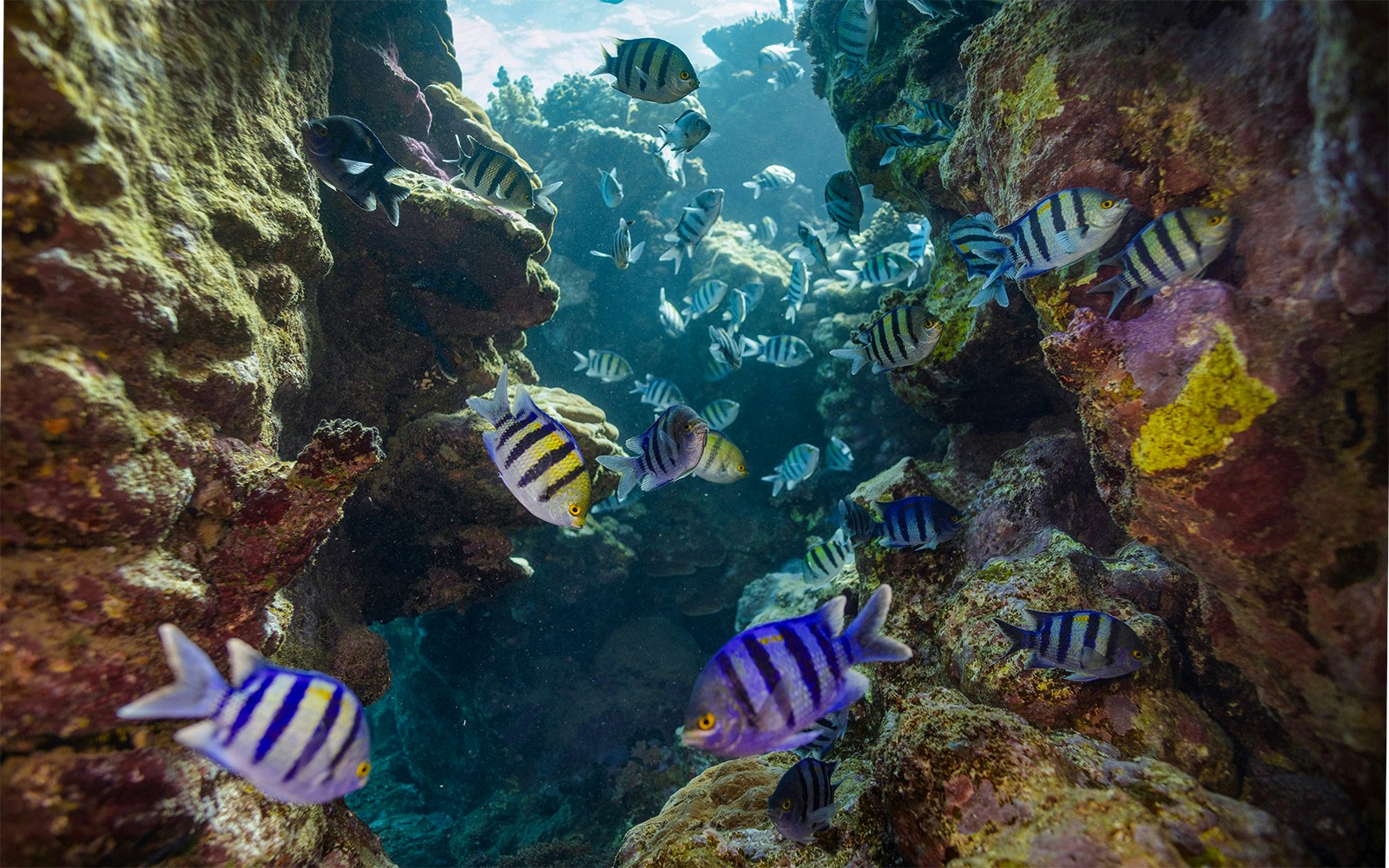 Colorful fish swimming among coral reefs in a tropical underwater scene.
