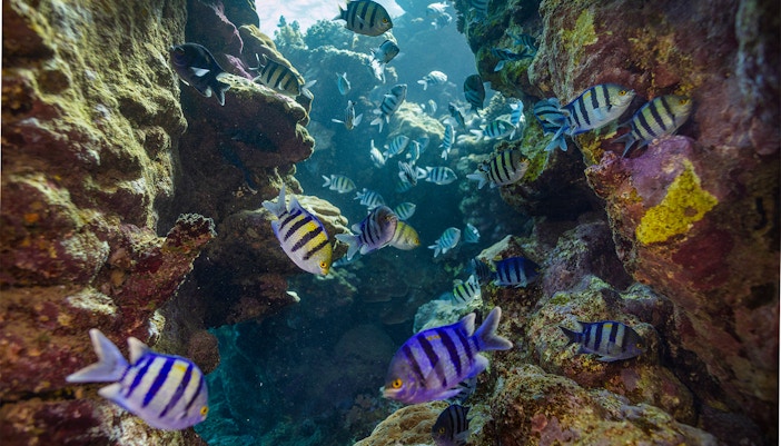 Colorful fish swimming among coral reefs in a tropical underwater scene.