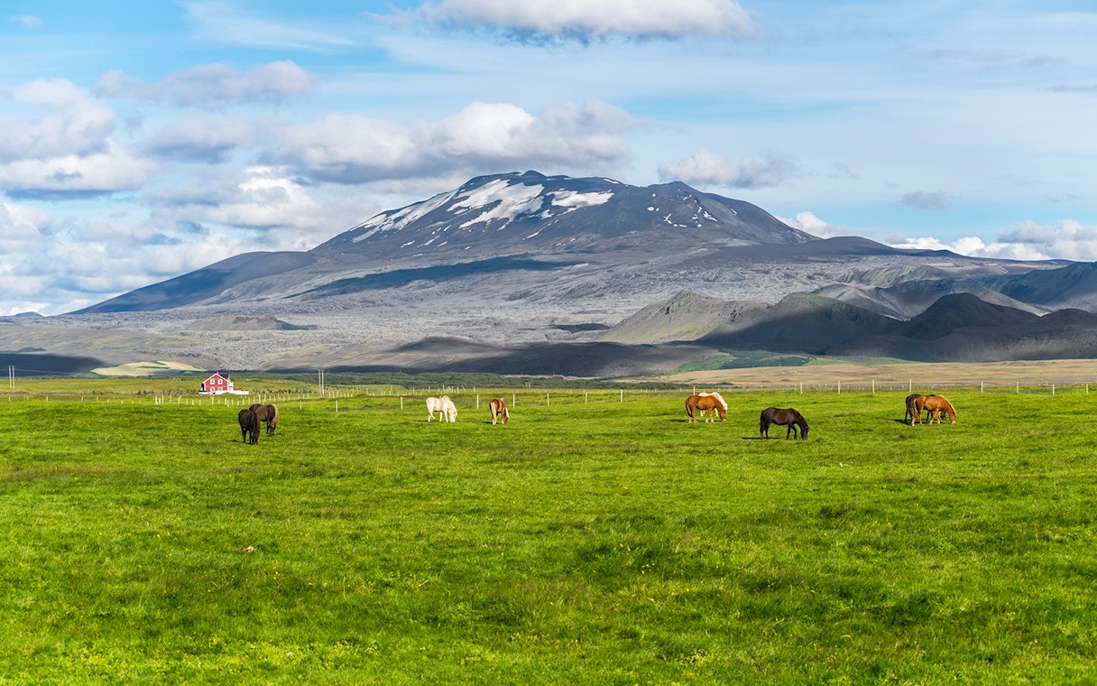 Horses grazing in a green field with a mountain backdrop in Southern Iceland.