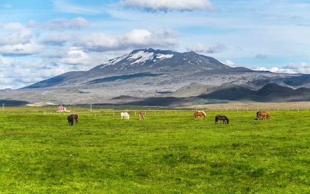 Horses grazing in a green field with a mountain backdrop in Southern Iceland.