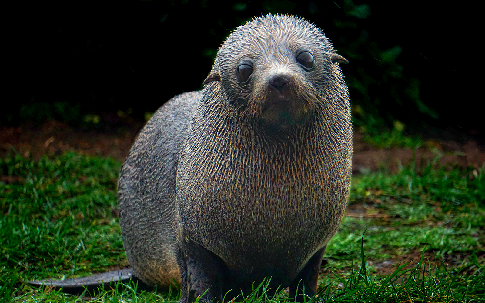 Kyoto Aquarium Tickets - Fur Seal Pools
