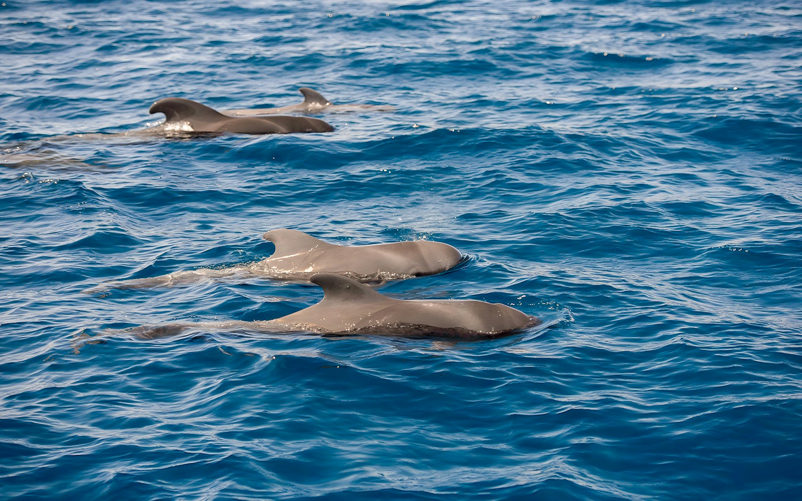 Whales swimming in the ocean near Tenerife.