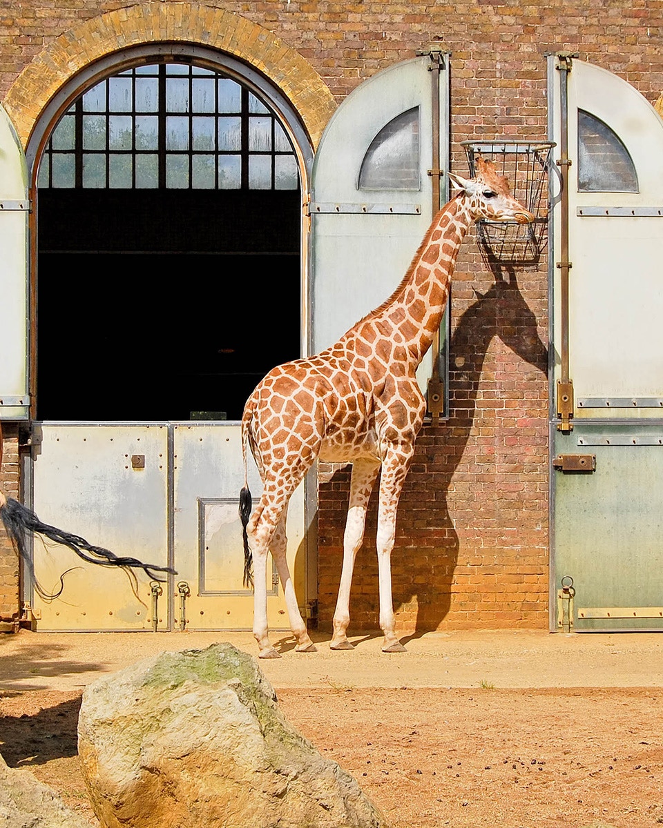 Giraffe eating from a basket at the London Zoo enclosure.