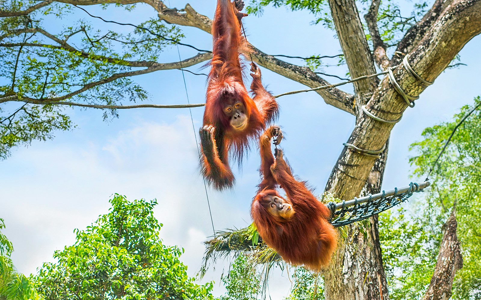 Orangutans swinging on ropes at Singapore Zoo.