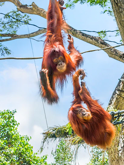 Orangutans swinging on ropes at Singapore Zoo.