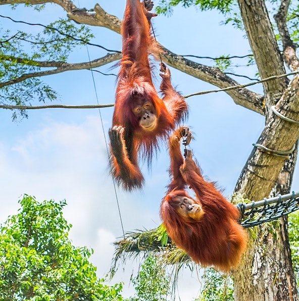 The ultimate Singapore Zoo guide